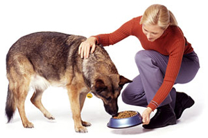 dog feeding