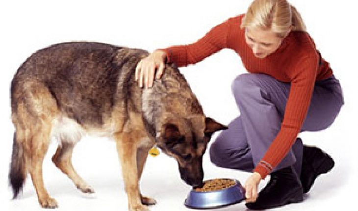 what-should-i-feed-my-dog-the-should