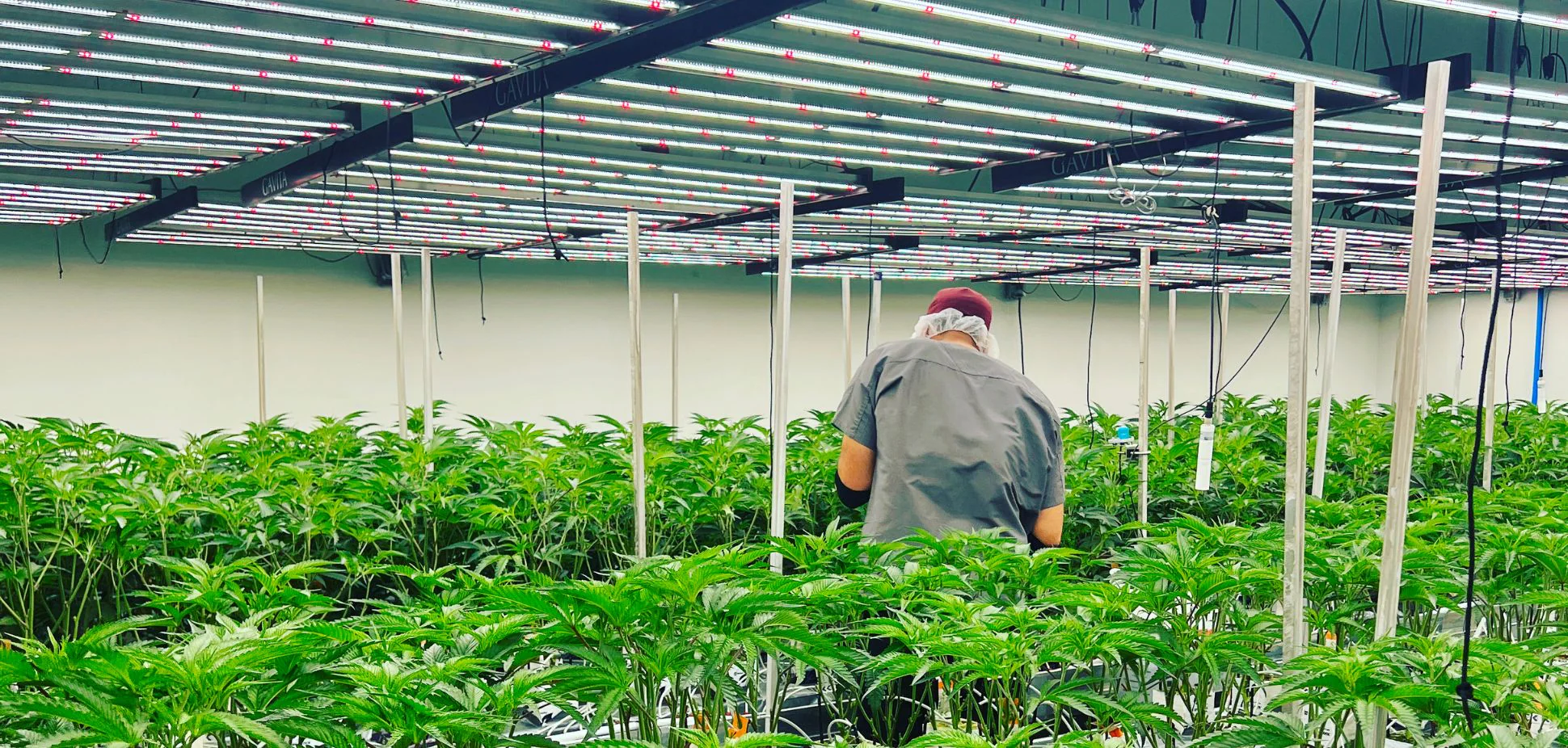 Bubba Kings Craft Cannabis